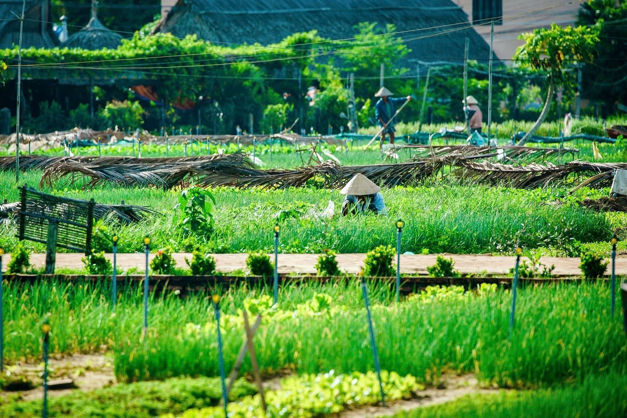 Capture the authentic charm of Tra Que’s lush scene